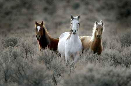 Yakama horses