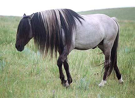 Dun Striped Horse