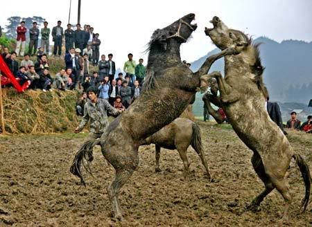 horsefight1.jpg image by defrostindoors