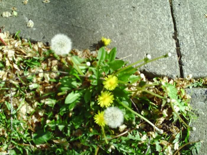 Dandelions