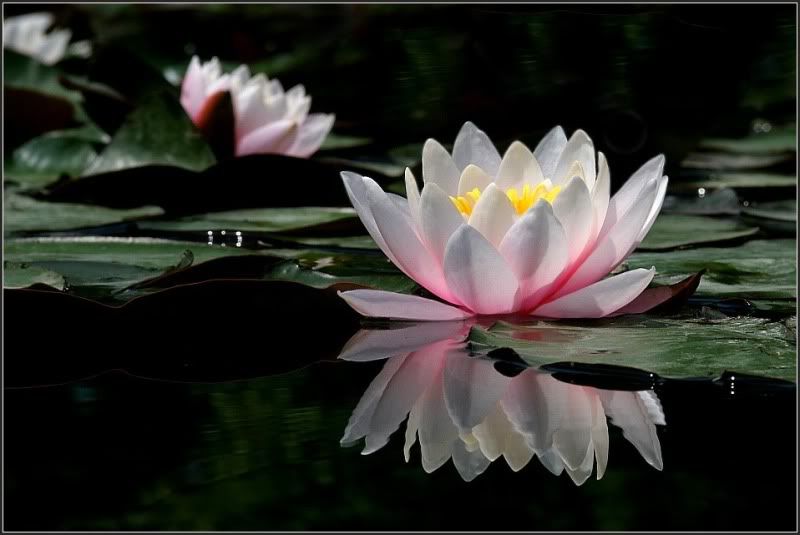 Lotus flower