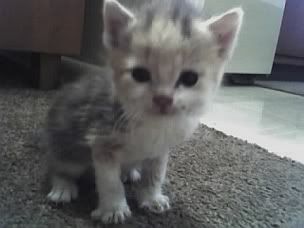 Baby Animals photo: baby baby.jpg