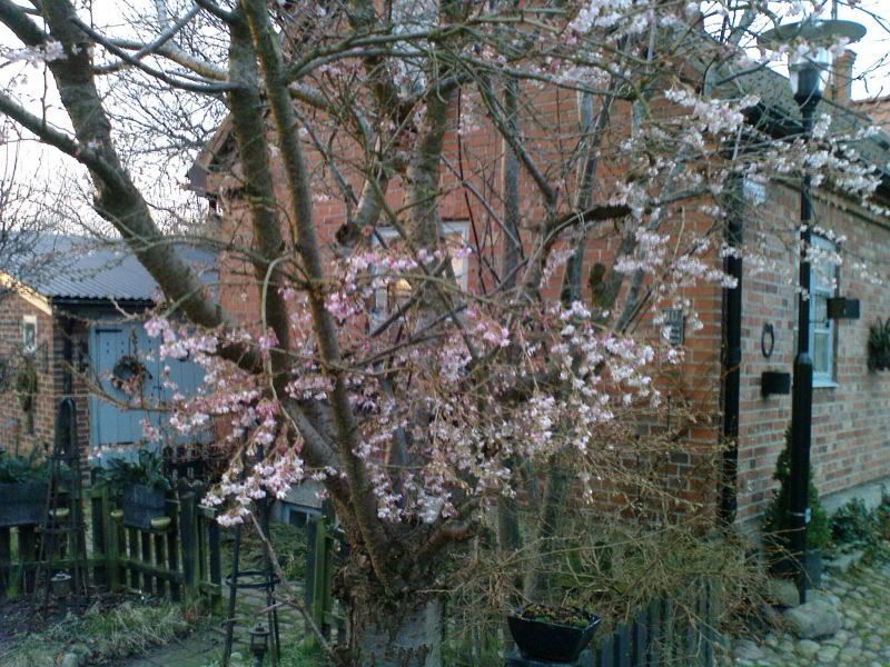 Blommande träd Laholm 2 mars-08