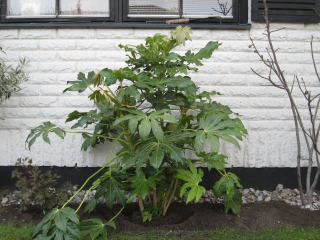 Fatsia japonica - planterad 2009-04-16