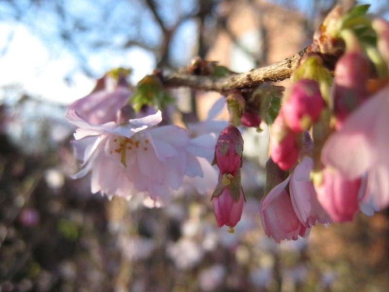 Prunus 4 mars-08_1