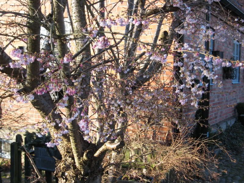 Prunus 4 mars-08_3