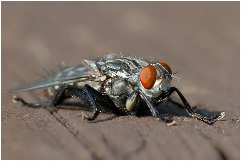 http://i56.photobucket.com/albums/g163/jyvais/mouche.jpg