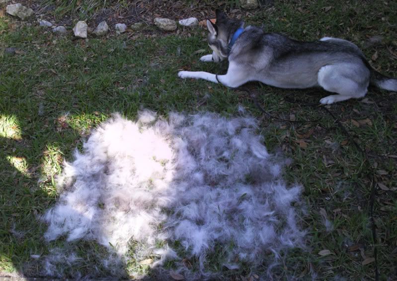 Need blowing coat/destruction pics!
