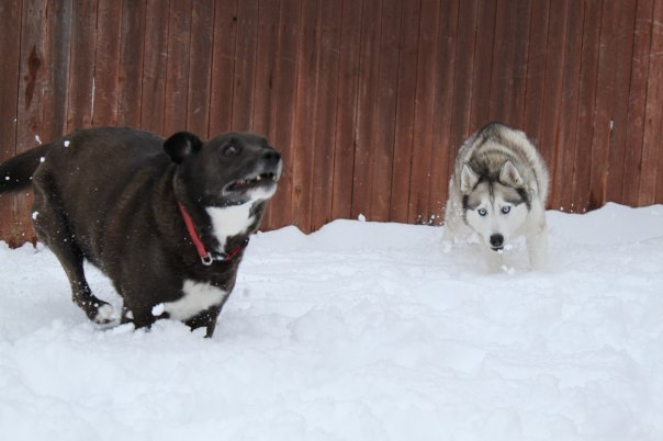 snowdogs.png