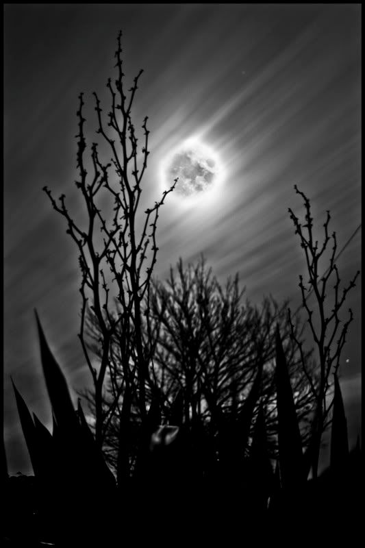 moongarden3bw.jpg