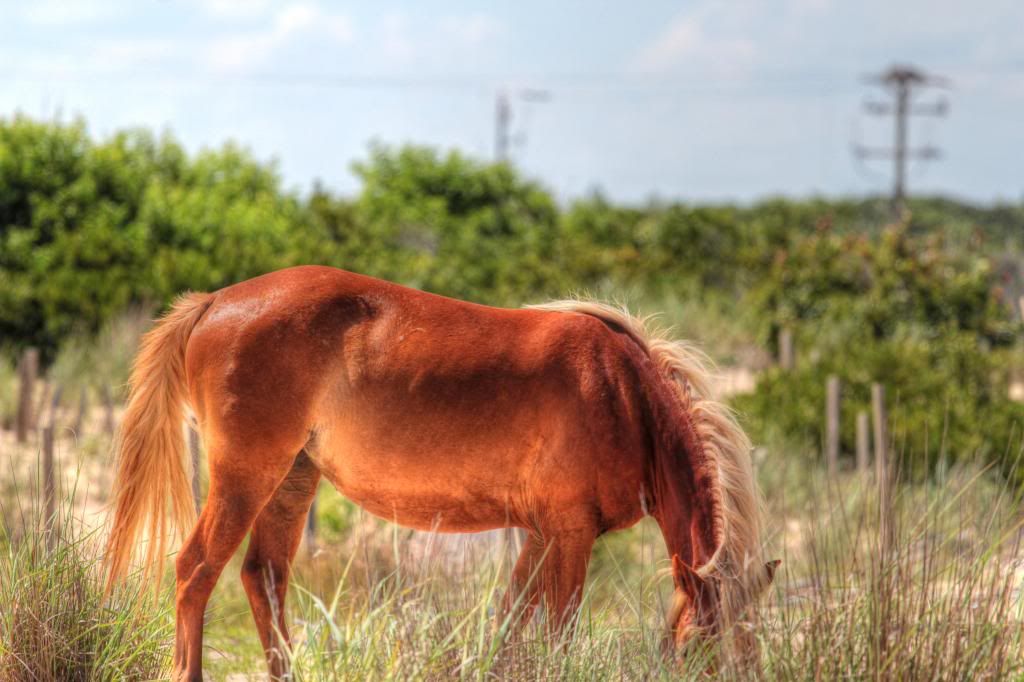 IMAGE: http://i56.photobucket.com/albums/g165/InfiniteGrim/IMG_1515_tonemapped.jpg