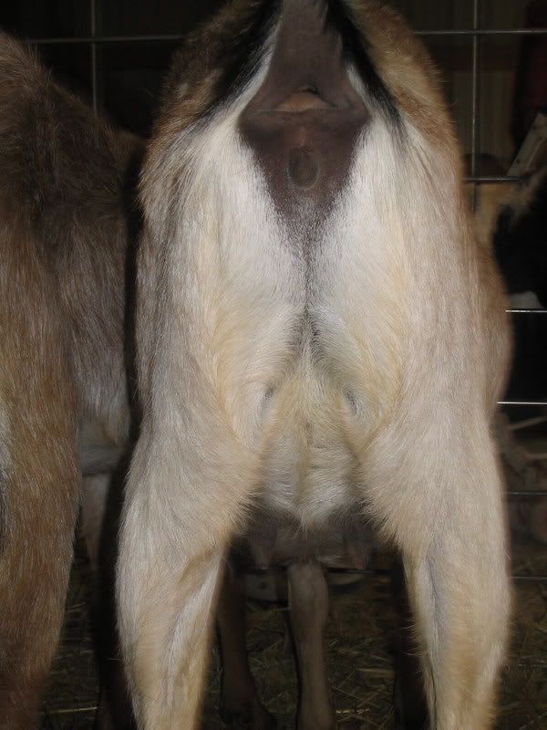 Goat porn!  Preggo or not? - Goats