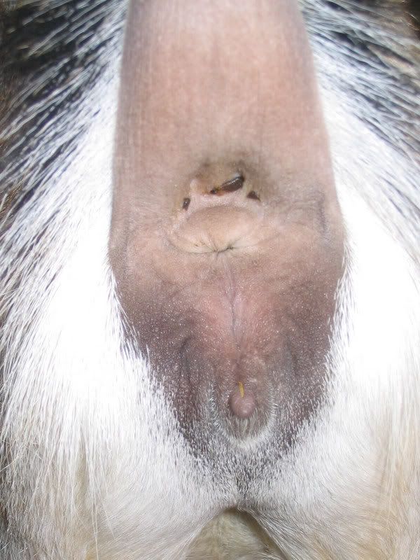 Goat porn!  Preggo or not? - Goats