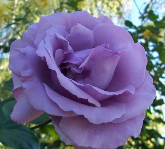 purple rose