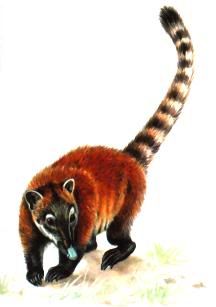 coati Pictures, Images and Photos