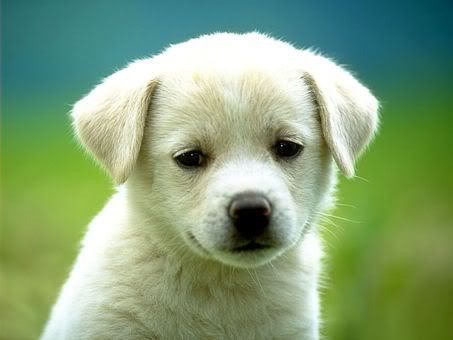Cute puppy/Cute puppy pictures � In abundance (I recommend the second link).