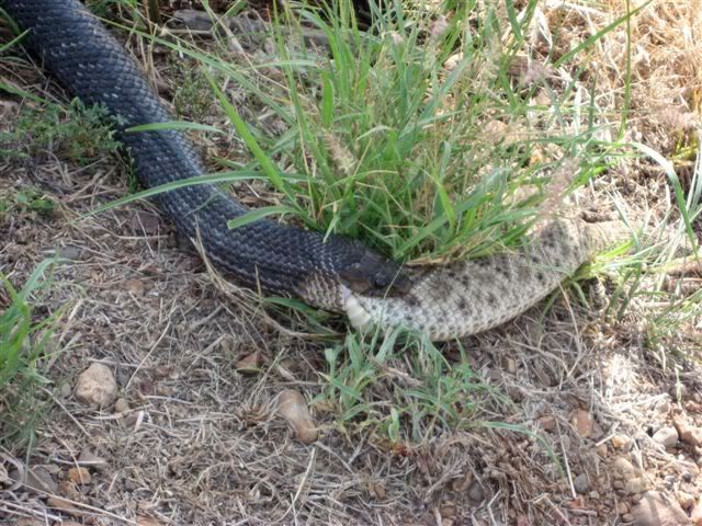 Black snake eating a rattler - AR15.COM