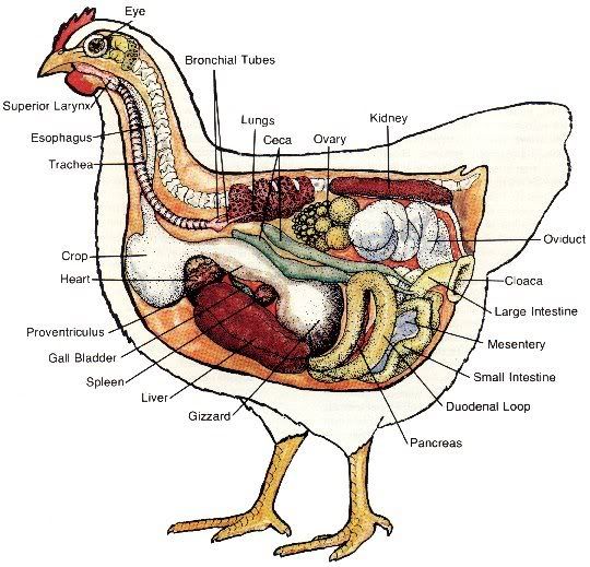 Forum - Template - The Poultry Site