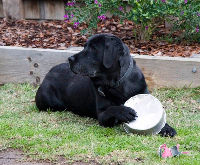 IMAGE: http://i56.photobucket.com/albums/g171/daleporter/Animals/020607_0046-w.jpg