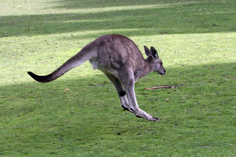 IMAGE: http://i56.photobucket.com/albums/g171/daleporter/Animals/gumbuya047-w.jpg