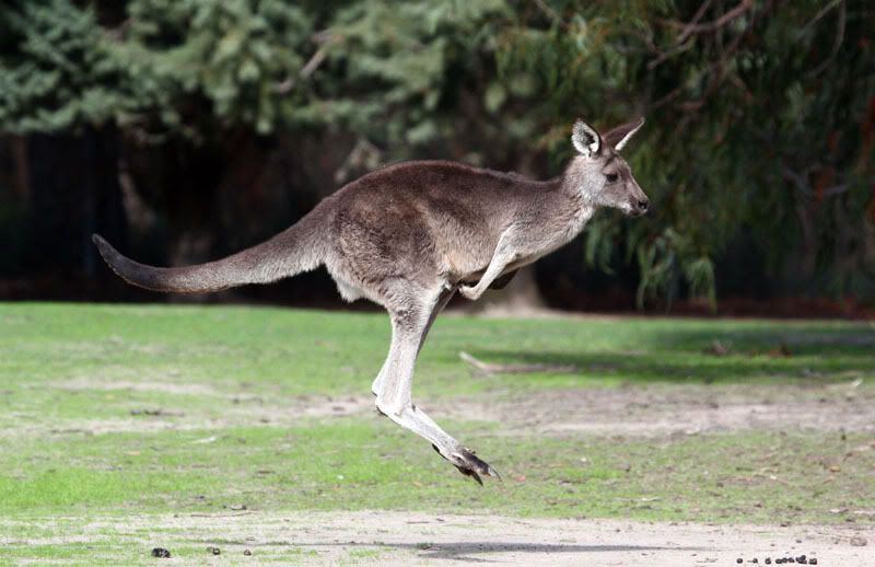 IMAGE: http://i56.photobucket.com/albums/g171/daleporter/Animals/gumbuya094-w.jpg