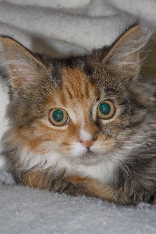 IMAGE: http://i56.photobucket.com/albums/g171/daleporter/Animals/sooty2-w.jpg