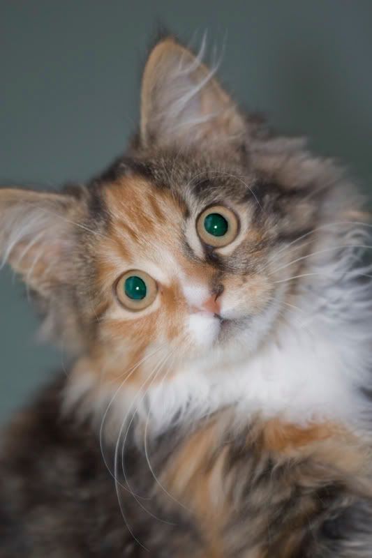 IMAGE: http://i56.photobucket.com/albums/g171/daleporter/Animals/sooty3-w.jpg