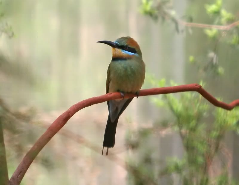 IMAGE: http://i56.photobucket.com/albums/g171/daleporter/Birds/beeeater178-web.jpg