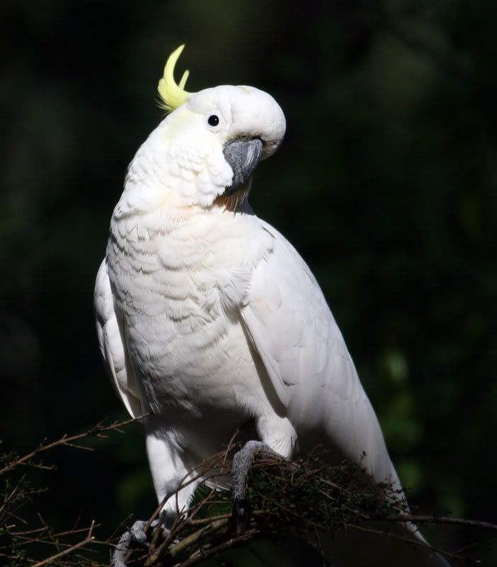 IMAGE: http://i56.photobucket.com/albums/g171/daleporter/Birds/cockatoo021-w.jpg