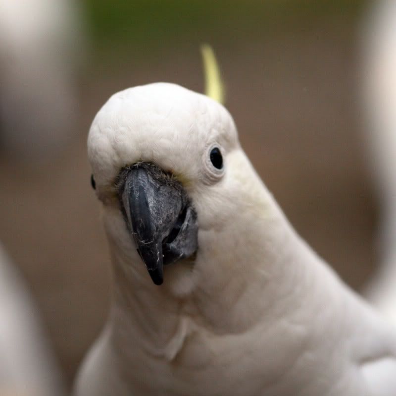 IMAGE: http://i56.photobucket.com/albums/g171/daleporter/Birds/cockatoo041-w.jpg