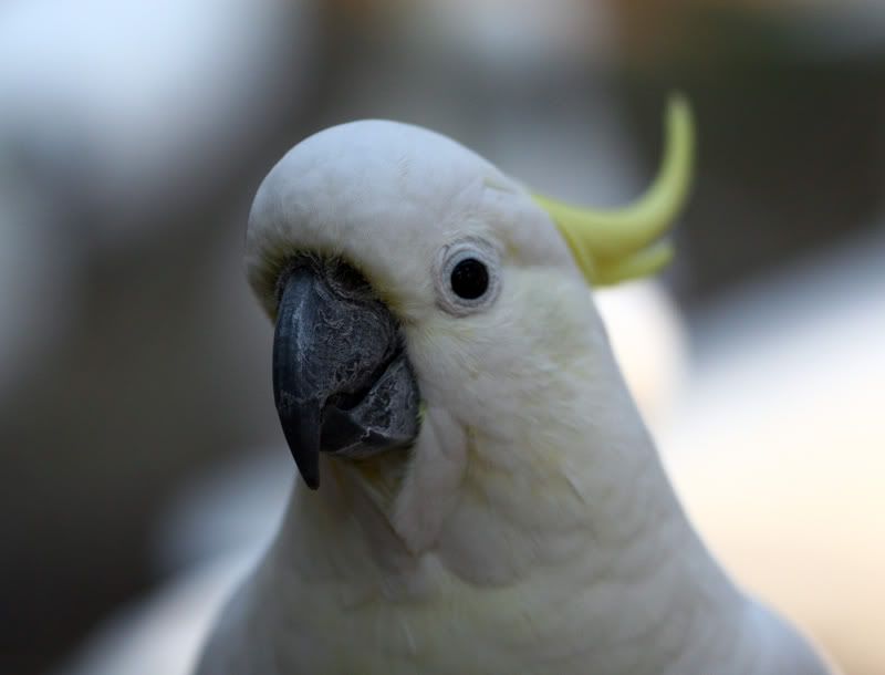 IMAGE: http://i56.photobucket.com/albums/g171/daleporter/Birds/cockatoo042-w.jpg
