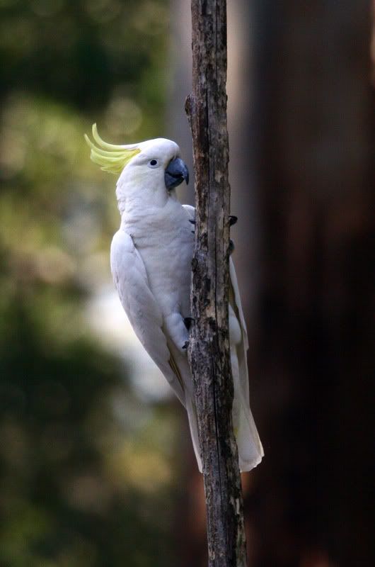 IMAGE: http://i56.photobucket.com/albums/g171/daleporter/Birds/cockatoo057-w.jpg