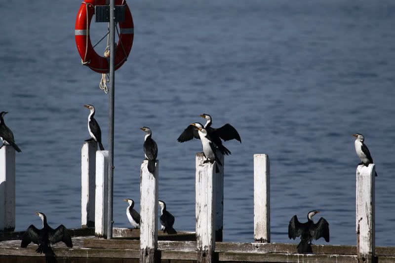 IMAGE: http://i56.photobucket.com/albums/g171/daleporter/Birds/cormorants0037-w.jpg