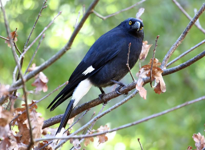IMAGE: http://i56.photobucket.com/albums/g171/daleporter/Birds/currawong0075-w.jpg
