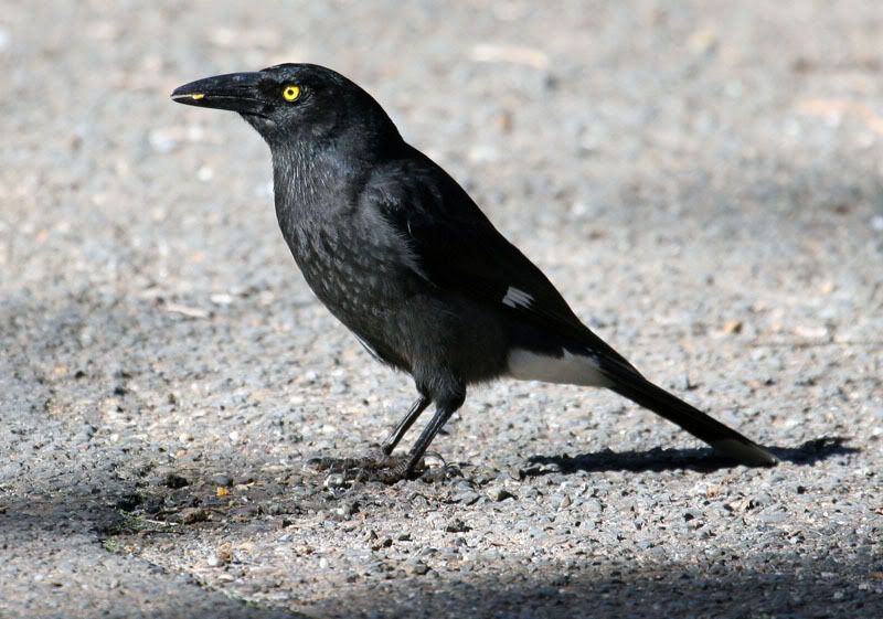 IMAGE: http://i56.photobucket.com/albums/g171/daleporter/Birds/currawong0076-w.jpg