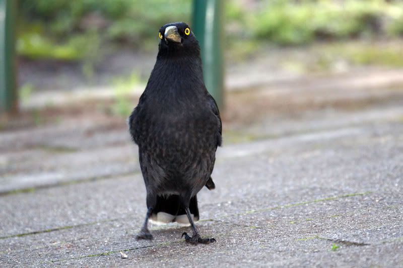 IMAGE: http://i56.photobucket.com/albums/g171/daleporter/Birds/currawong0079-w.jpg