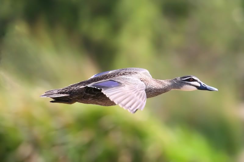 IMAGE: http://i56.photobucket.com/albums/g171/daleporter/Birds/ducksflight010-pp-web.jpg