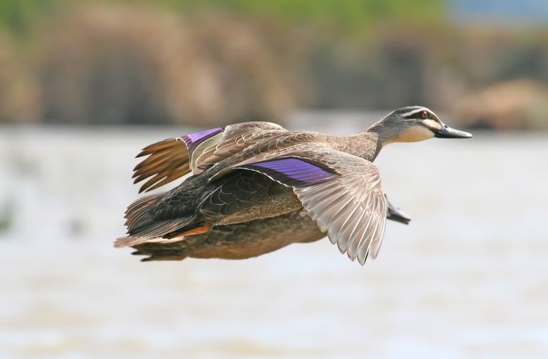 IMAGE: http://i56.photobucket.com/albums/g171/daleporter/Birds/ducksflight011-web.jpg