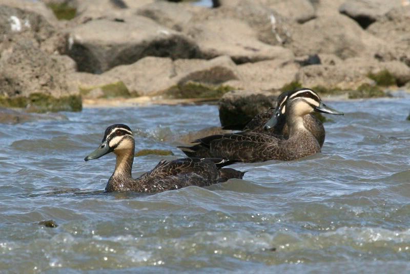 IMAGE: http://i56.photobucket.com/albums/g171/daleporter/Birds/ducksswim006-web.jpg