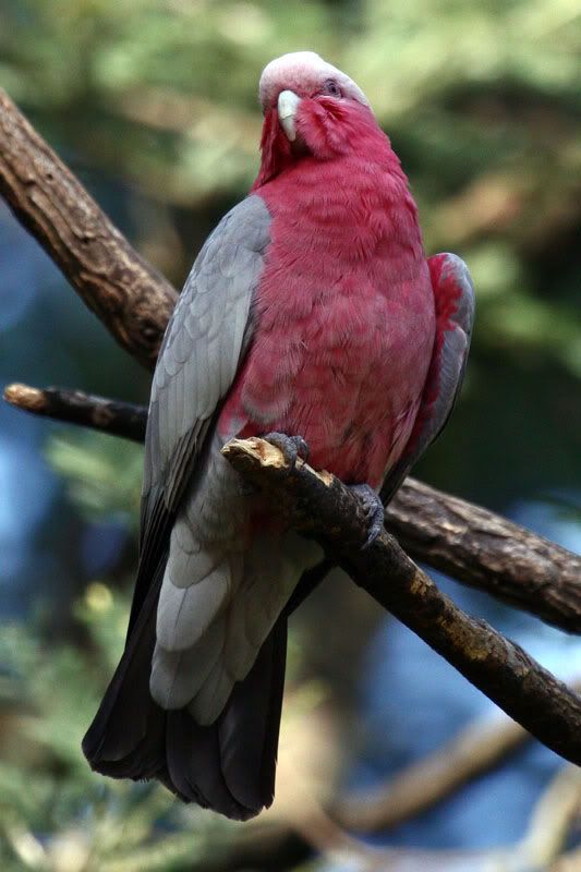 IMAGE: http://i56.photobucket.com/albums/g171/daleporter/Birds/galah008-w.jpg