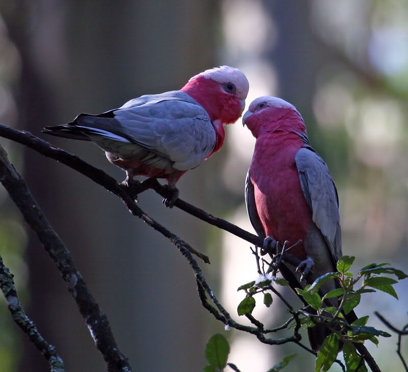 IMAGE: http://i56.photobucket.com/albums/g171/daleporter/Birds/galahs013-w.jpg
