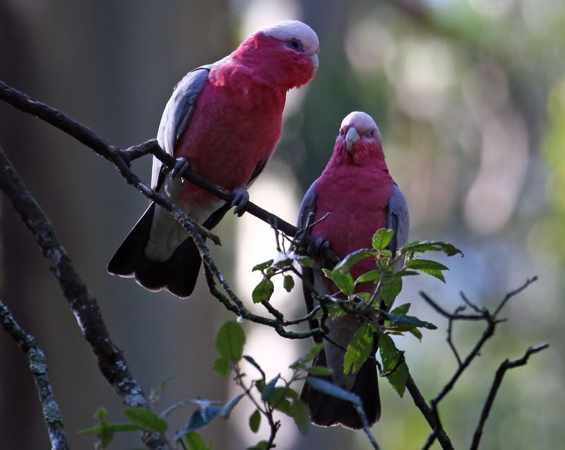 IMAGE: http://i56.photobucket.com/albums/g171/daleporter/Birds/galahs014-w.jpg