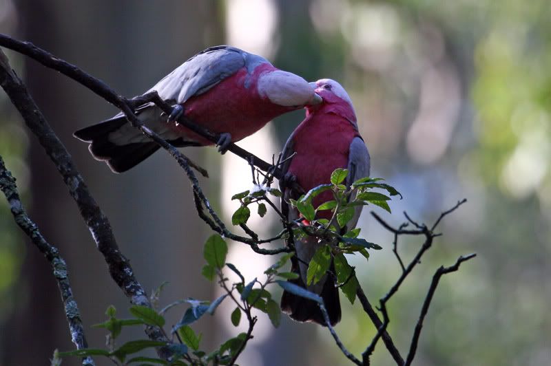 IMAGE: http://i56.photobucket.com/albums/g171/daleporter/Birds/galahs015-w.jpg