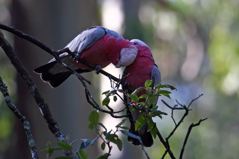 IMAGE: http://i56.photobucket.com/albums/g171/daleporter/Birds/galahs016-w.jpg