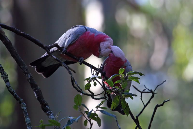 IMAGE: http://i56.photobucket.com/albums/g171/daleporter/Birds/galahs017-w.jpg