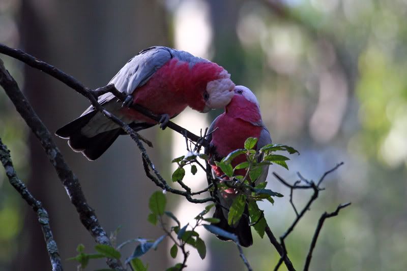 IMAGE: http://i56.photobucket.com/albums/g171/daleporter/Birds/galahs018-w.jpg