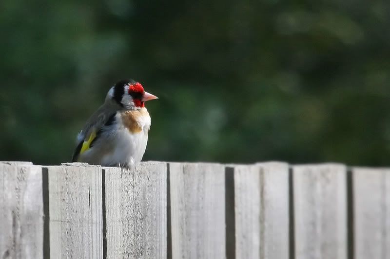 IMAGE: http://i56.photobucket.com/albums/g171/daleporter/Birds/goldfinch003-web.jpg