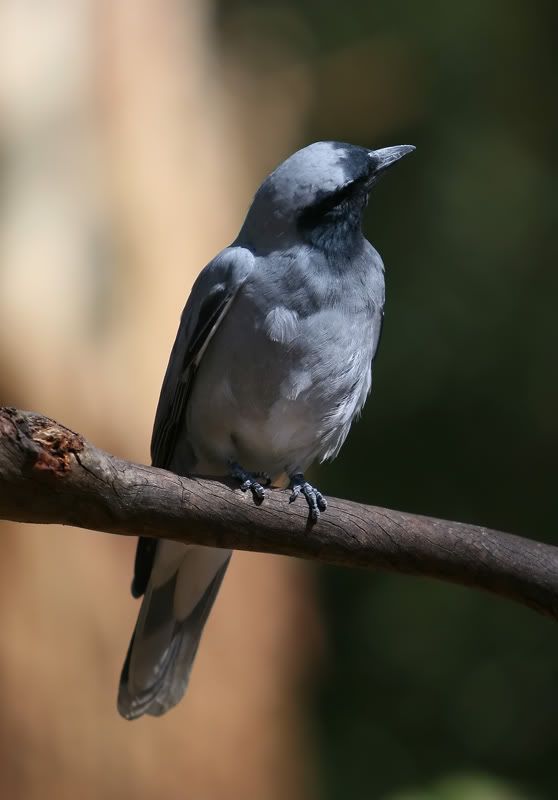 IMAGE: http://i56.photobucket.com/albums/g171/daleporter/Birds/greybird138-web.jpg