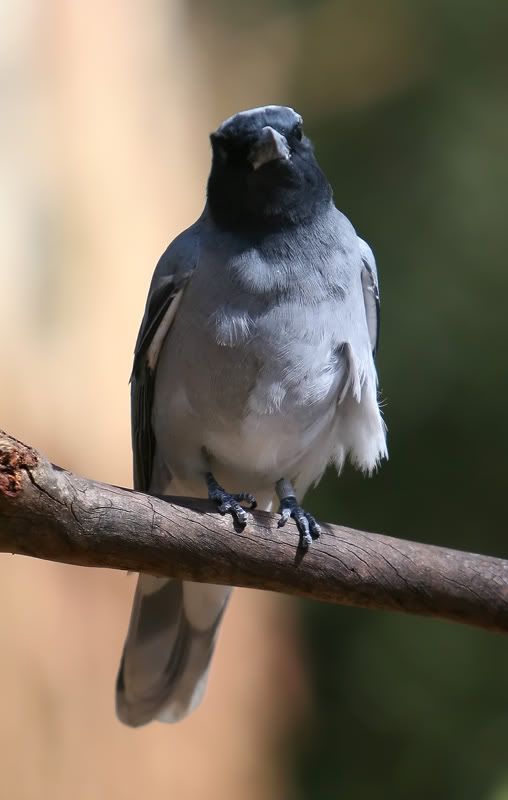 IMAGE: http://i56.photobucket.com/albums/g171/daleporter/Birds/greybird139-web.jpg