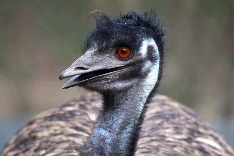 IMAGE: http://i56.photobucket.com/albums/g171/daleporter/Birds/gumbuya020-w.jpg